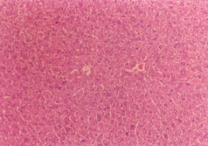 健全なマウスの肝臓（200×）